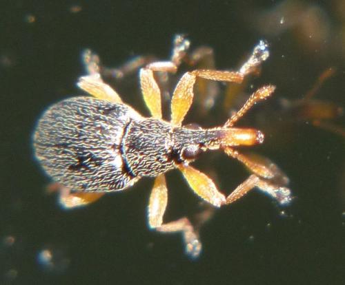 Pseudapion sp.